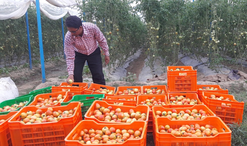 कर्णालीमा कृषि उत्पादनः फलफूल, तरकारी बढ्यो, पशुजन्य घट्यो